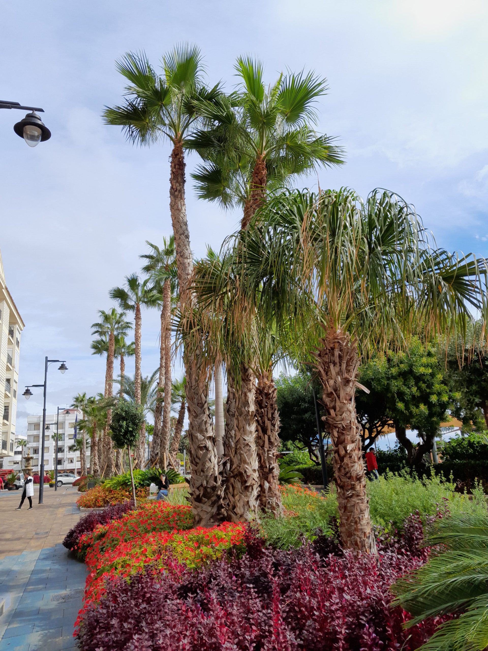Estepona 1